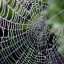 Spider web